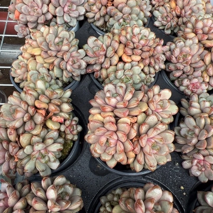 新疆包邮 葡萄群