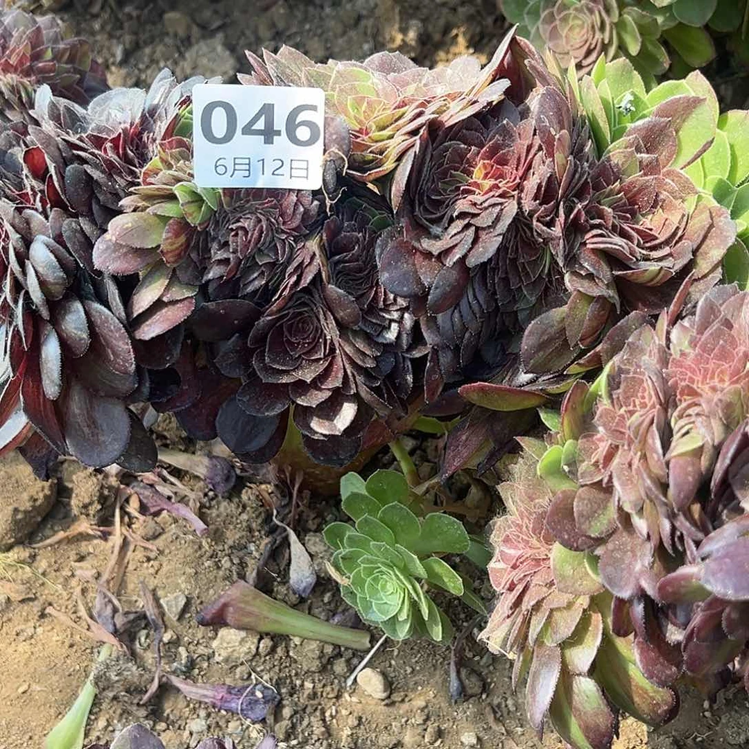 6.12-46花月夜缀多肉植物5