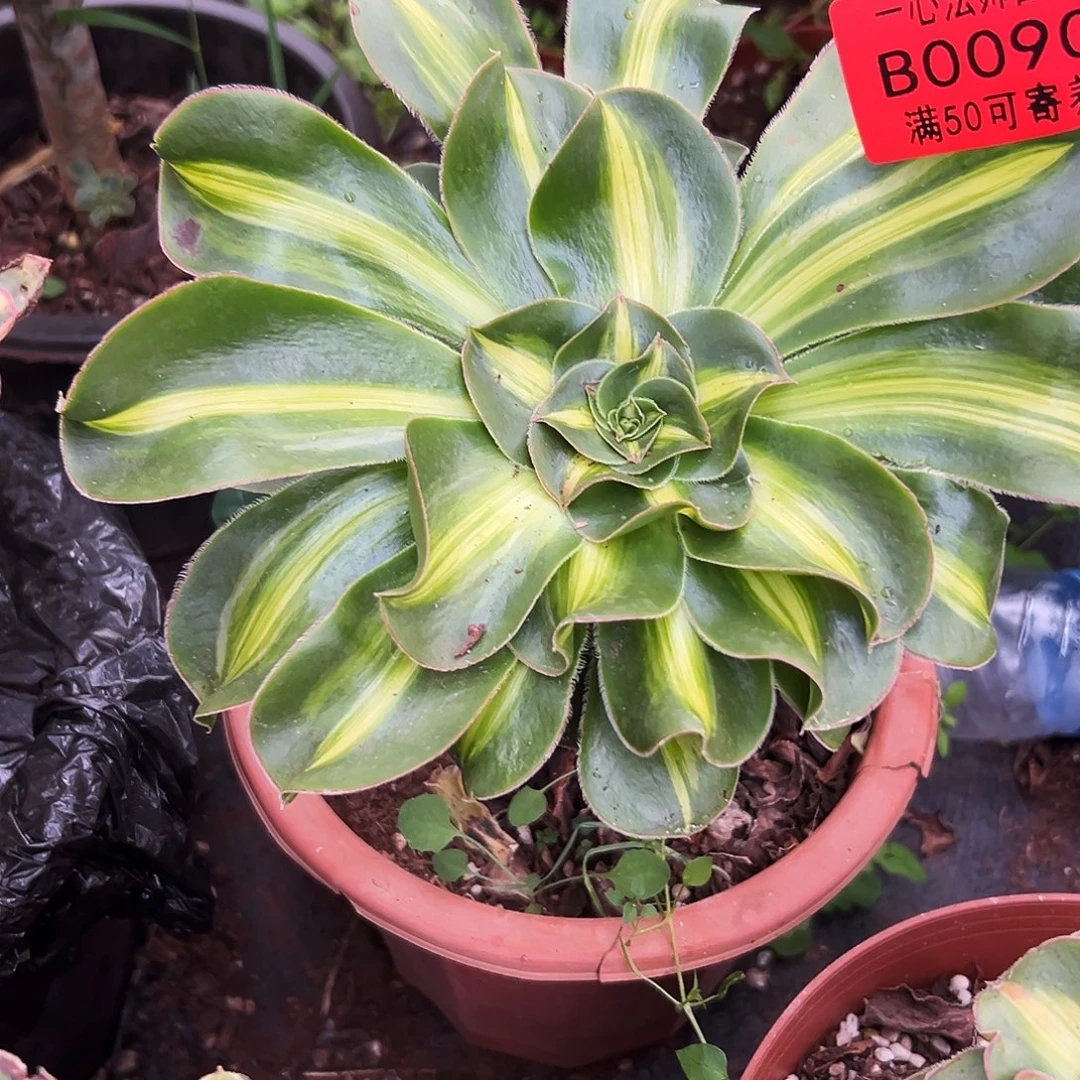 0090多肉植物暴君