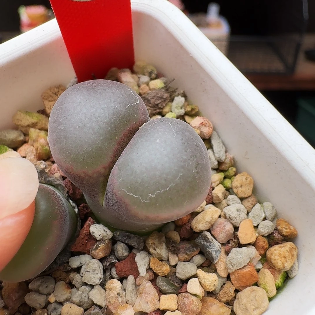 多肉植物福利风铃712