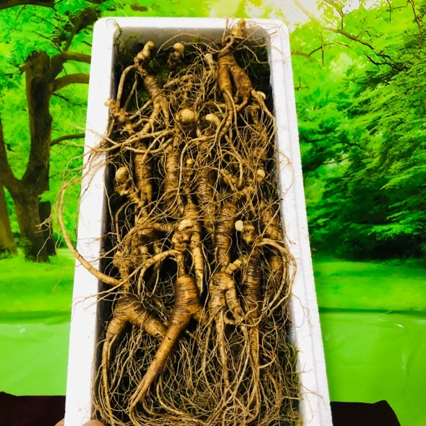 长白山新鲜林下参200克20支微残参