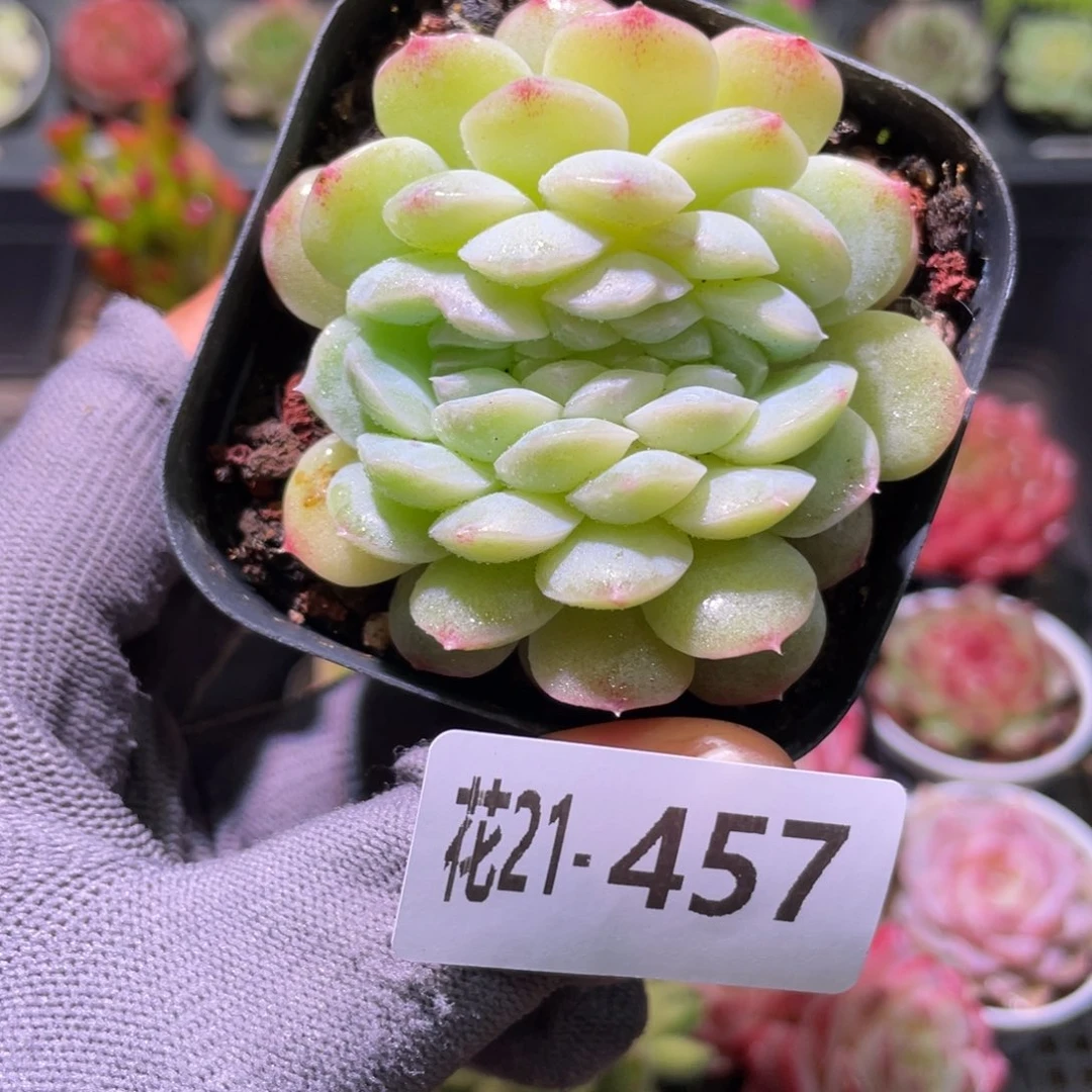 花利美21-457新品缀化