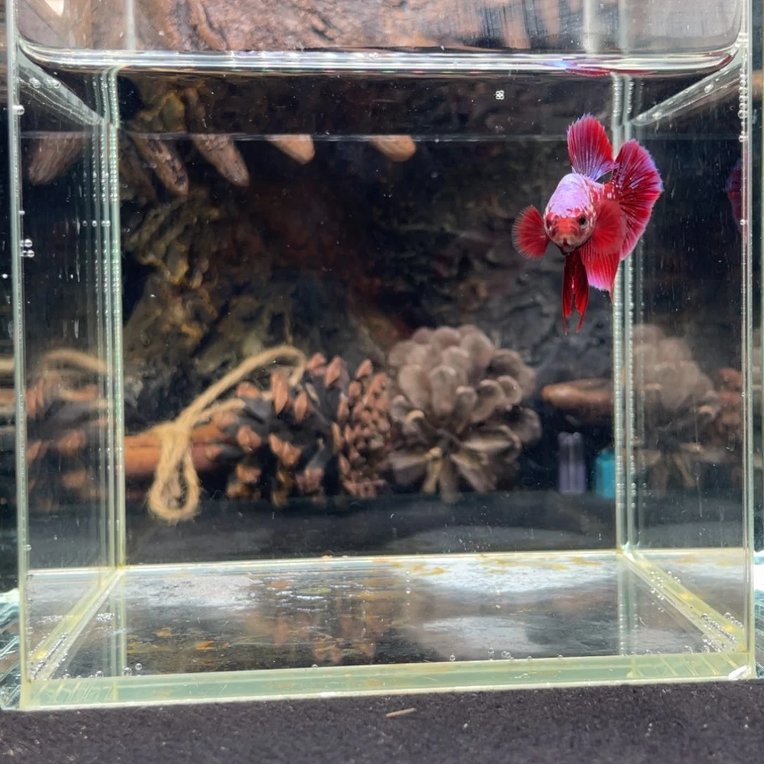 斗鱼十二月十七日竞价