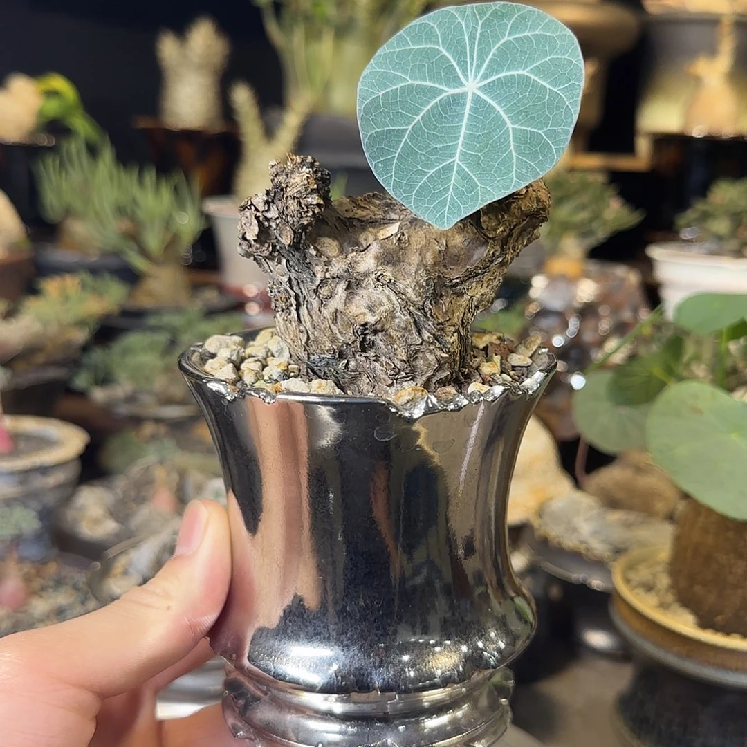 一物一拍老家一叶龟350