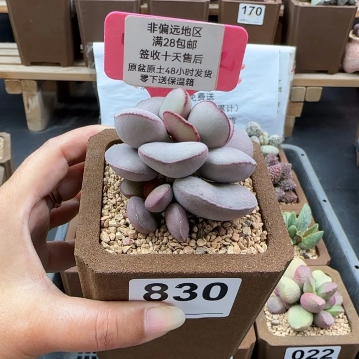 830白肌红蛋多肉植物