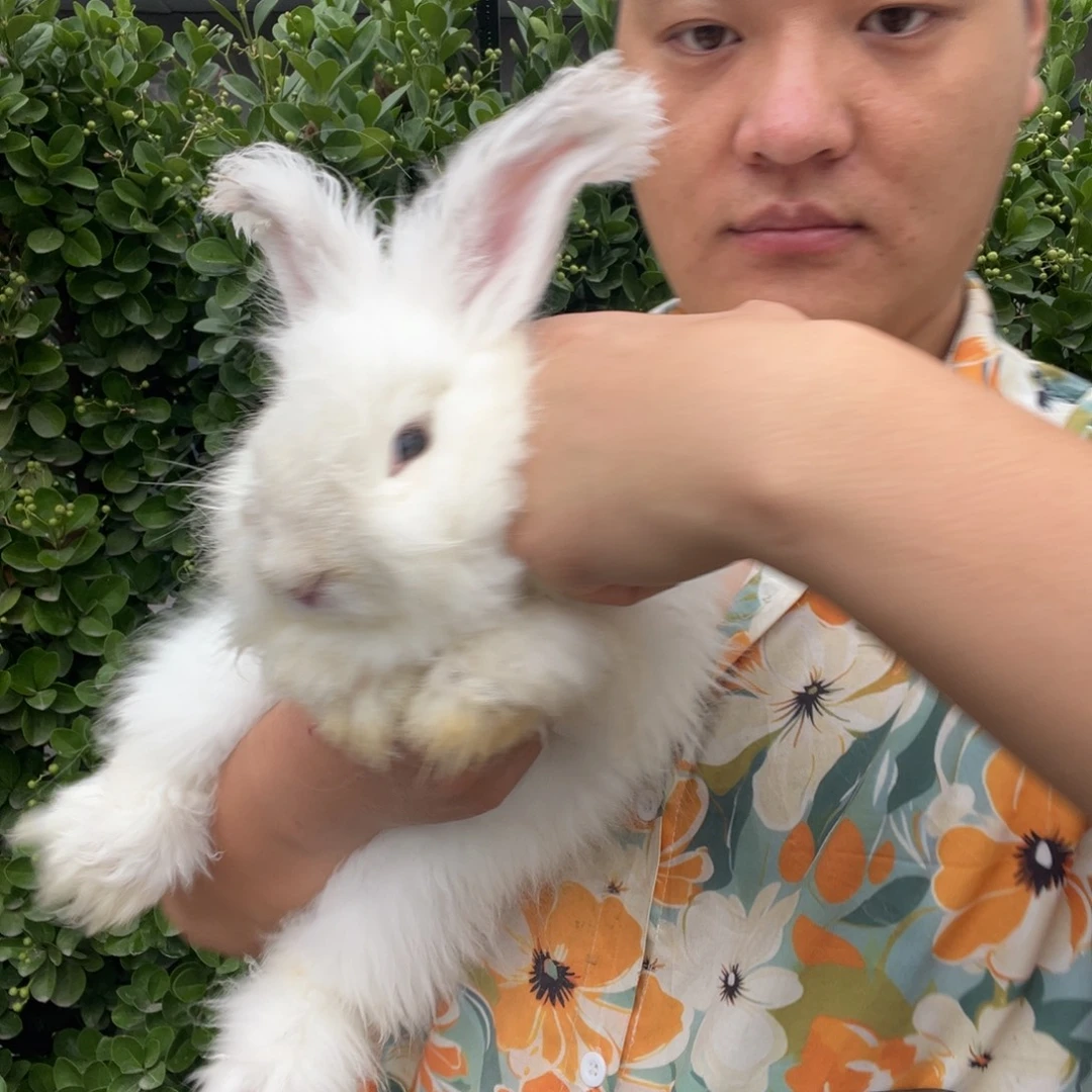 1111111111111宠物