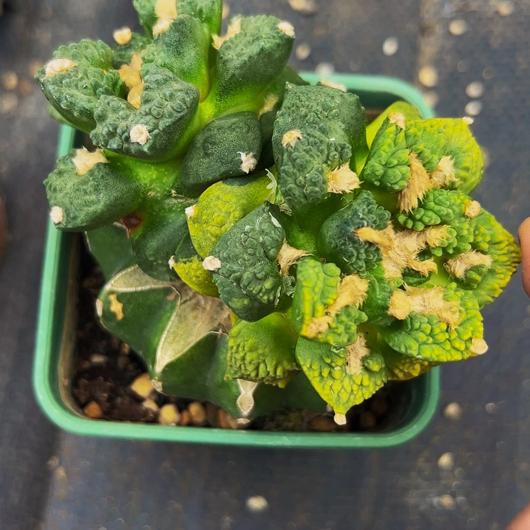 无花朵双头龟甲牡丹锦微瑕疵456