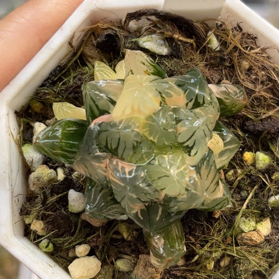 66广濑玉露锦福利专场