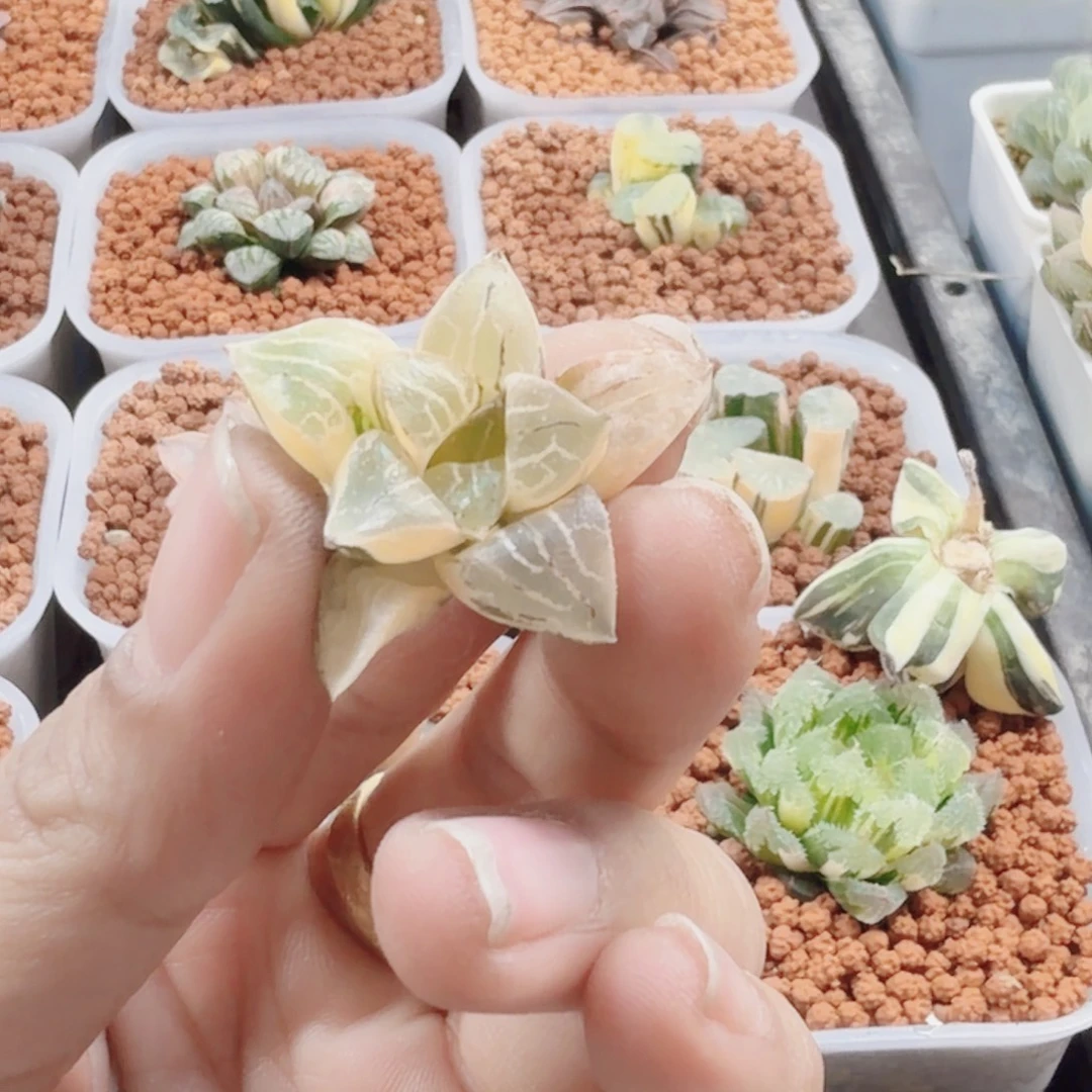 十二卷实生克锦无根