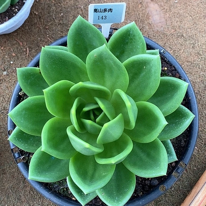 143-直播福利 翠花 有伤福利