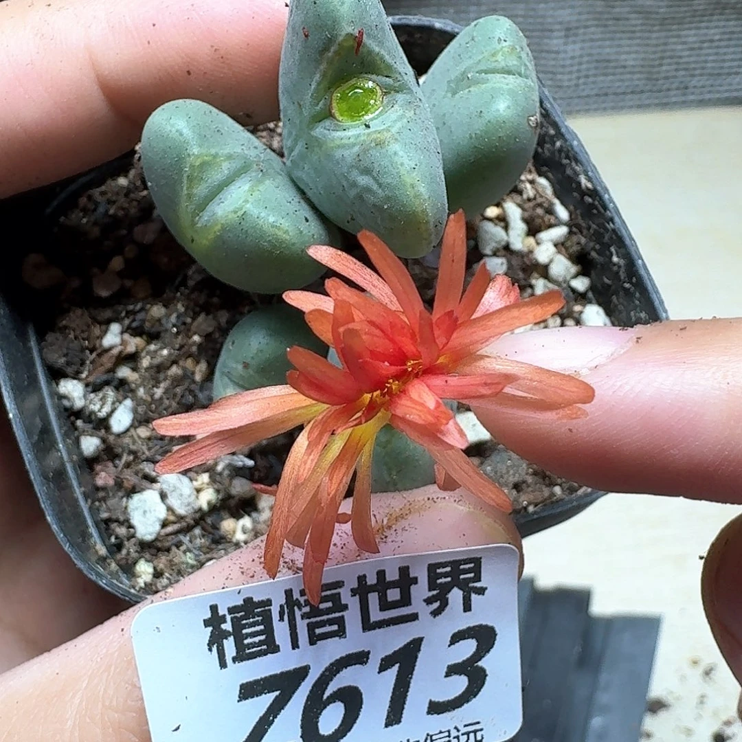 的植物的润泽fgbn