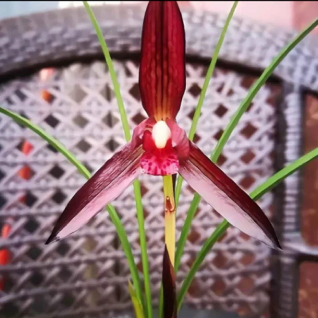 春兰 （娄山红中透艺草）3苗草特壮