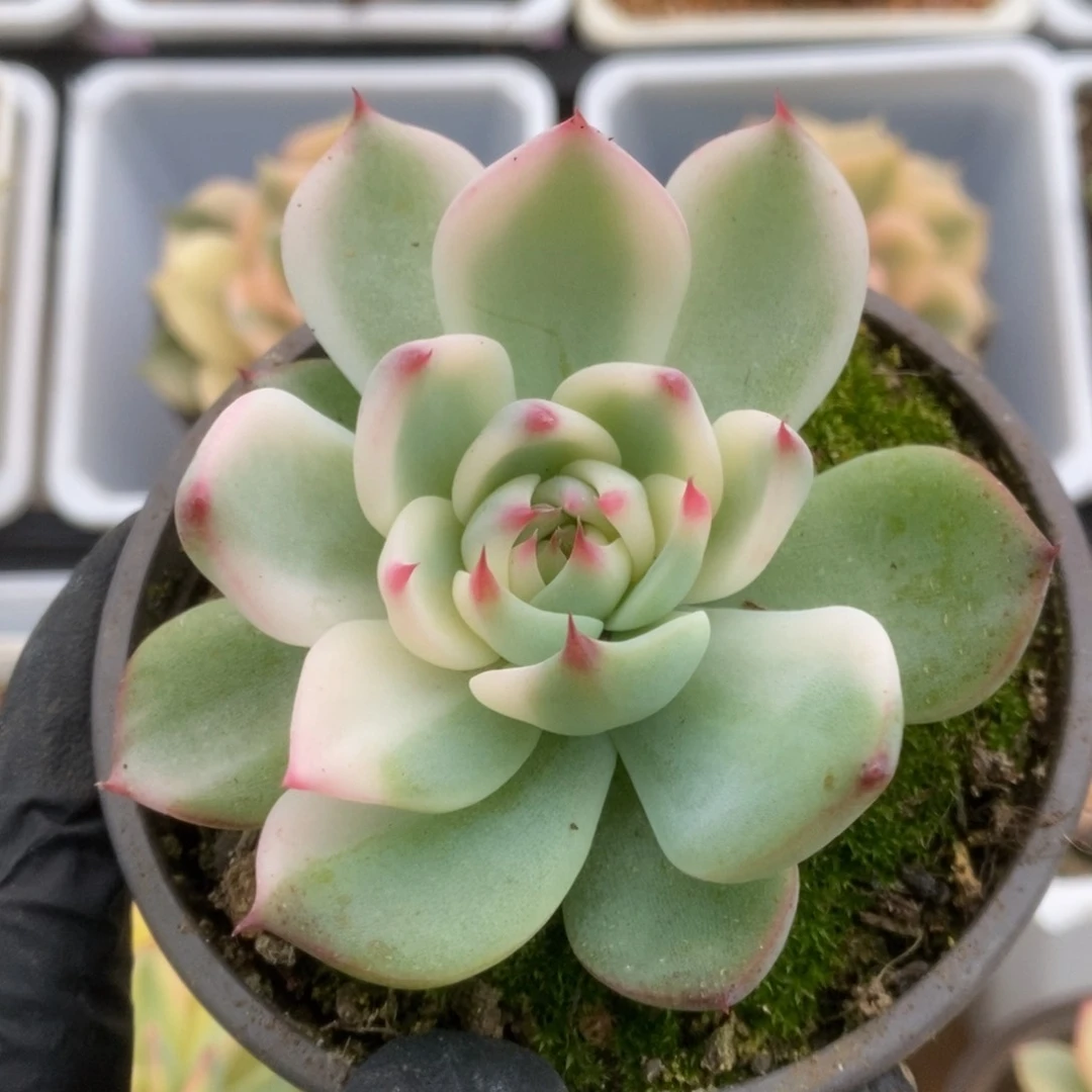 682锦锦锦锦锦锦锦锦锦