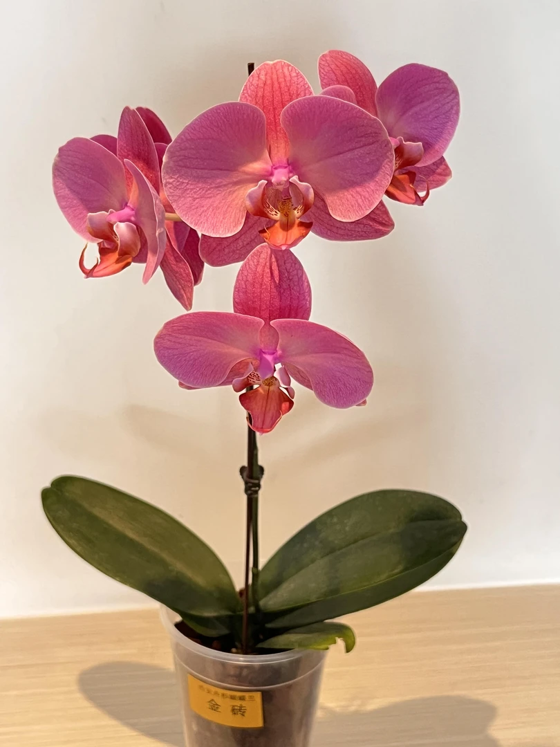 《和鸣金砖WK2371》蝴蝶兰桌面阳台盆栽花卉
