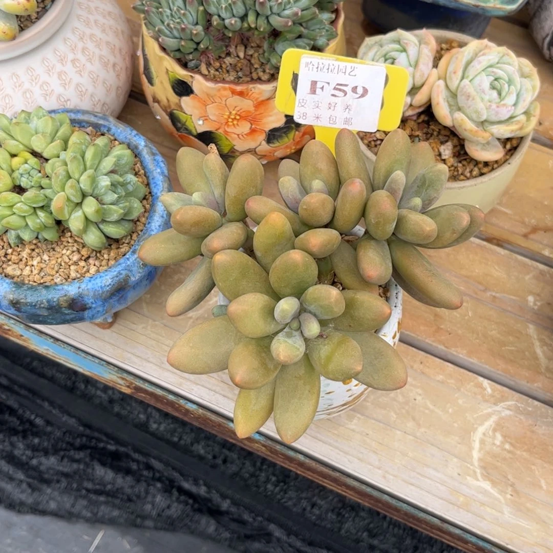 某****天多肉植物111111111