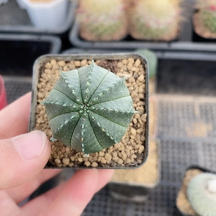 432实生泰系布纹球