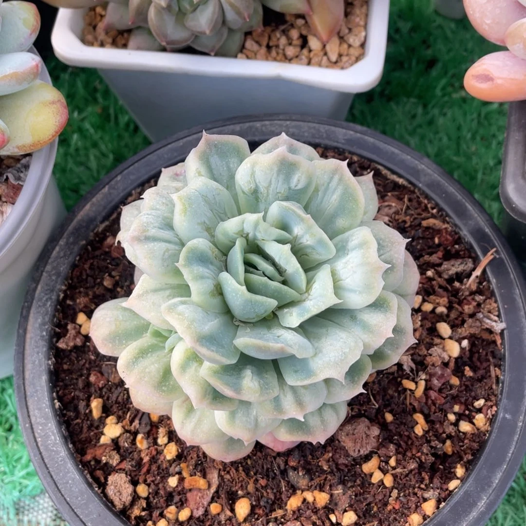 单头爆崽泡泡纱裙