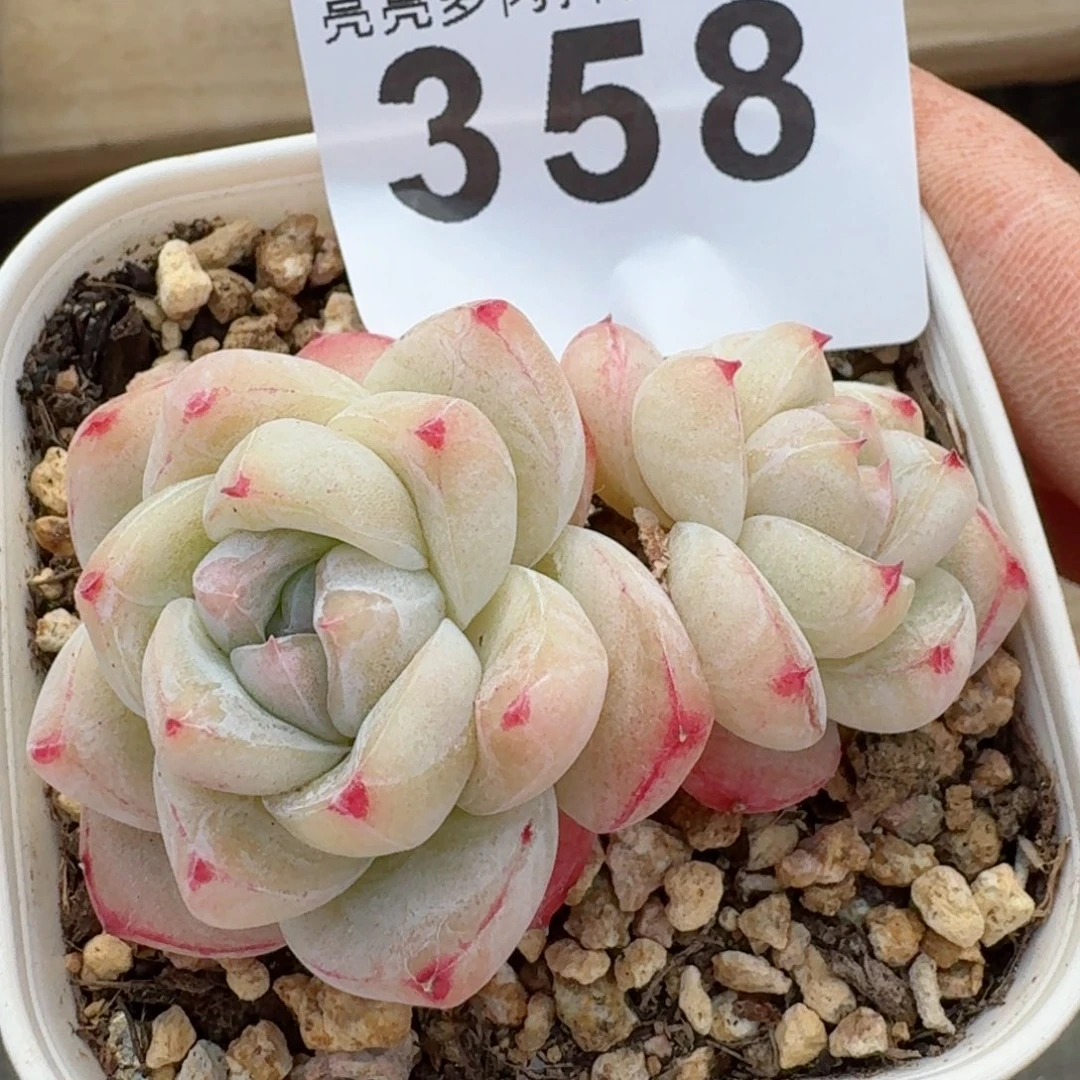 白泽         精品多肉