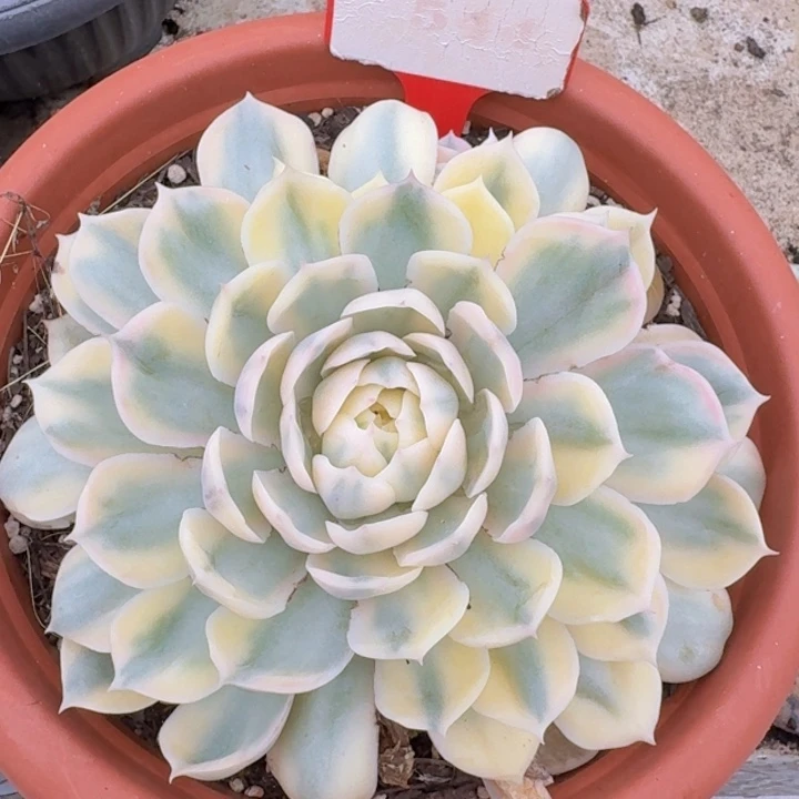 昂斯诺锦544多肉植物一物一拍