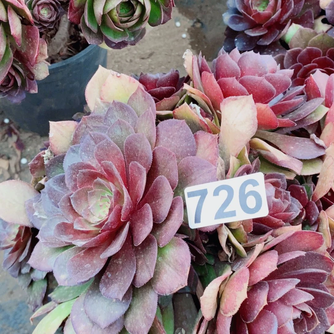 赤焰莲多肉植物726