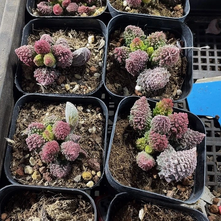 珠子玉带盆土发货