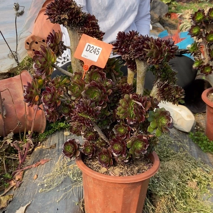 鲁****居245黑法缀化老桩