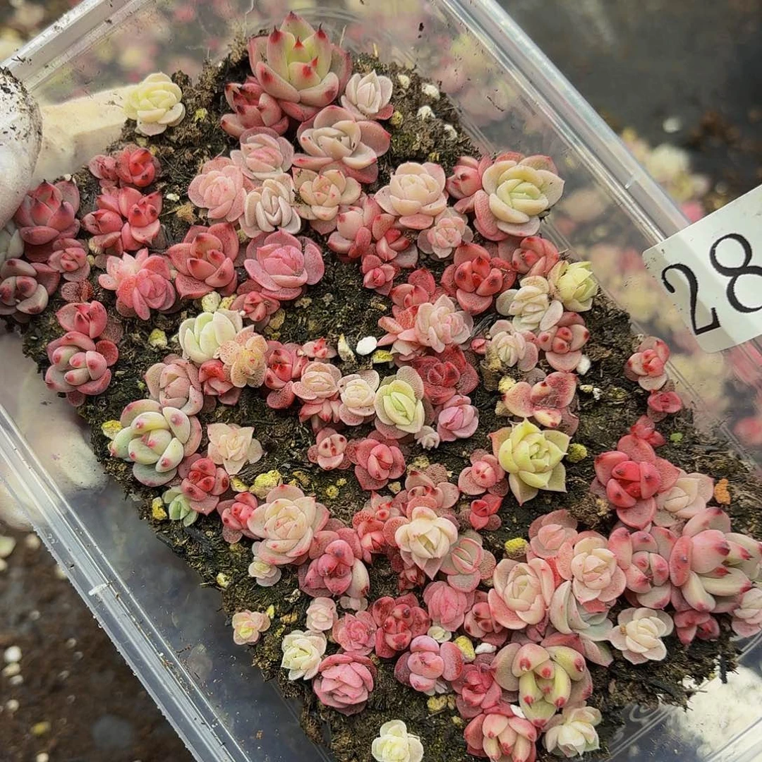 多肉植物多肉植物284