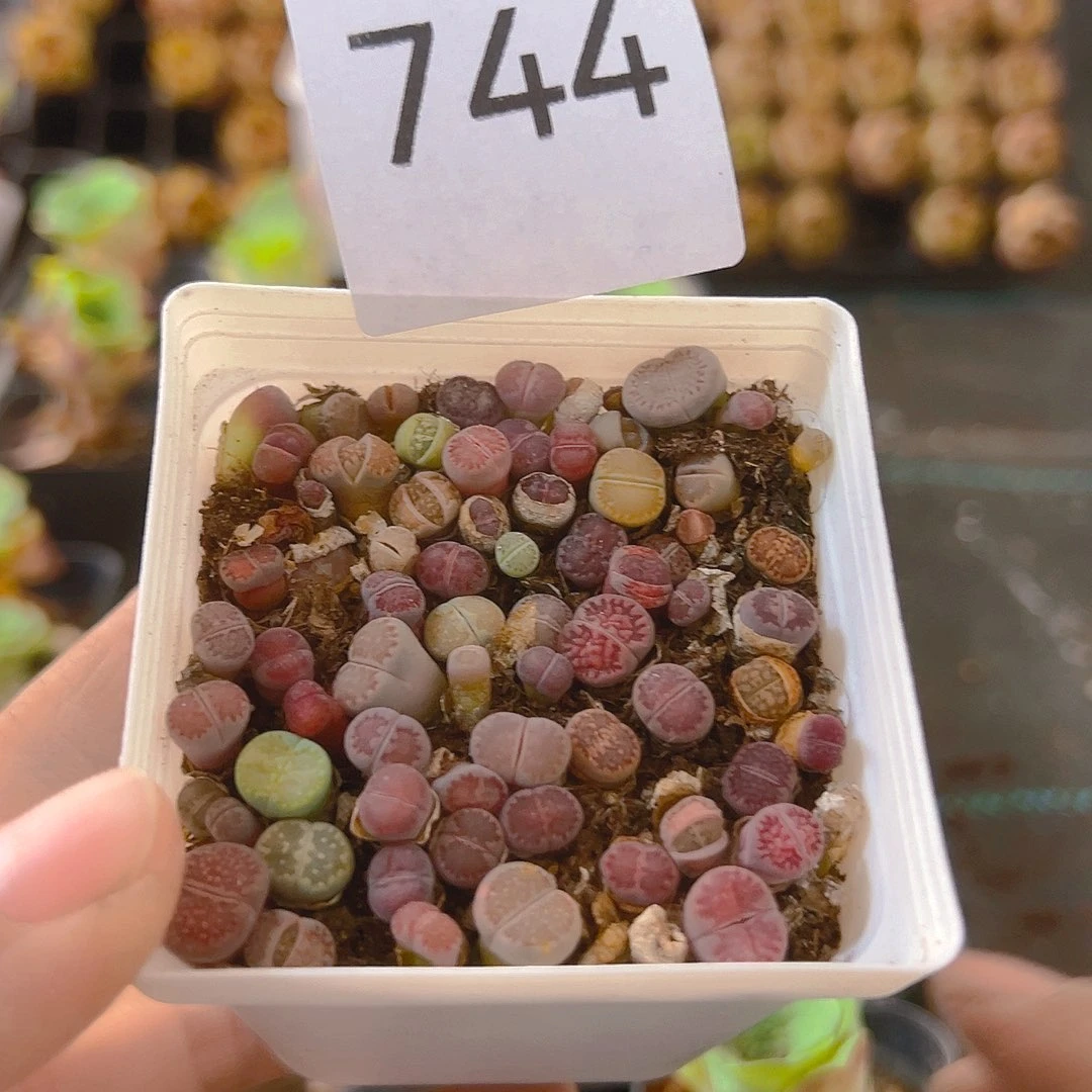 744，生石花，切糕，带盆带土发货