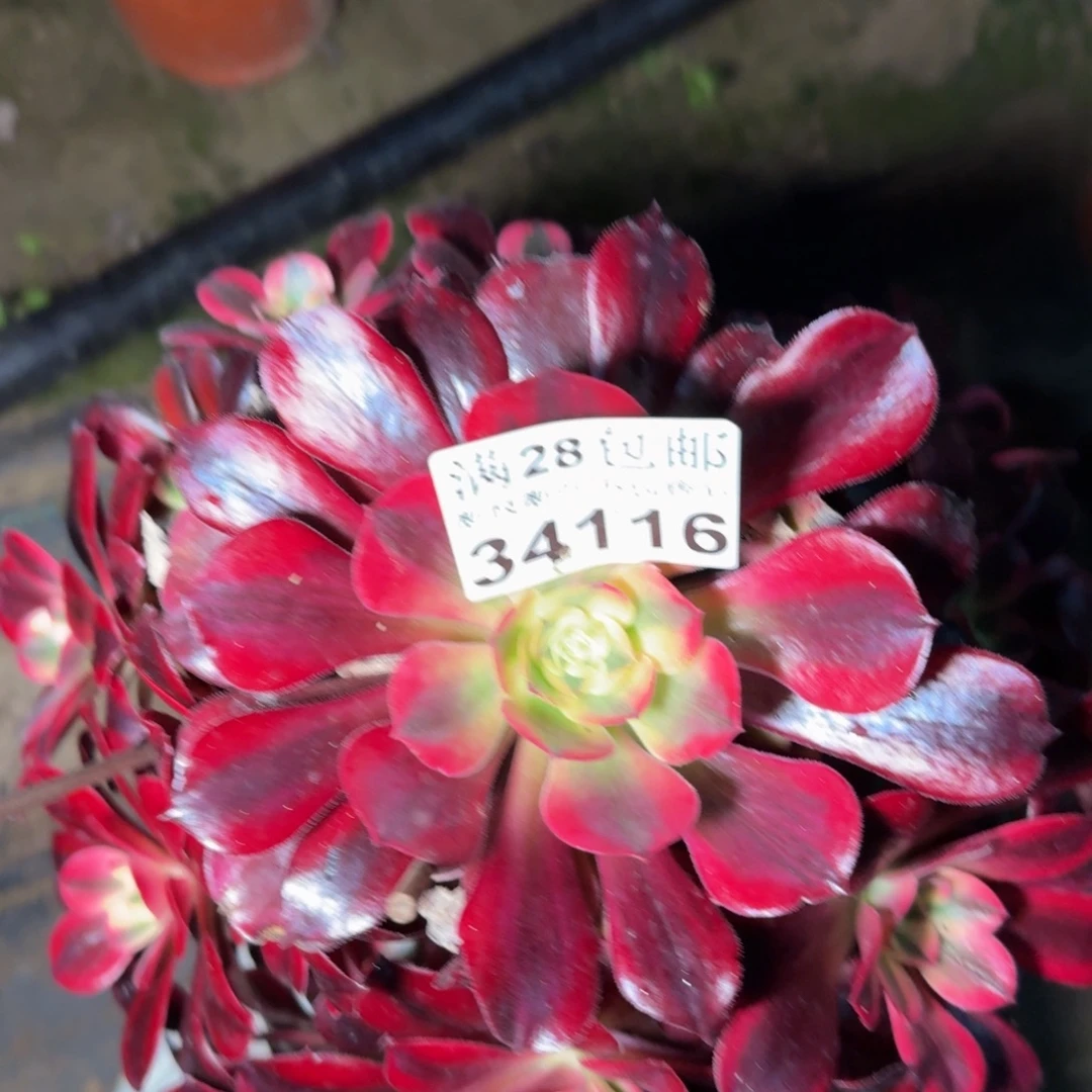 34116美杜莎多肉植物