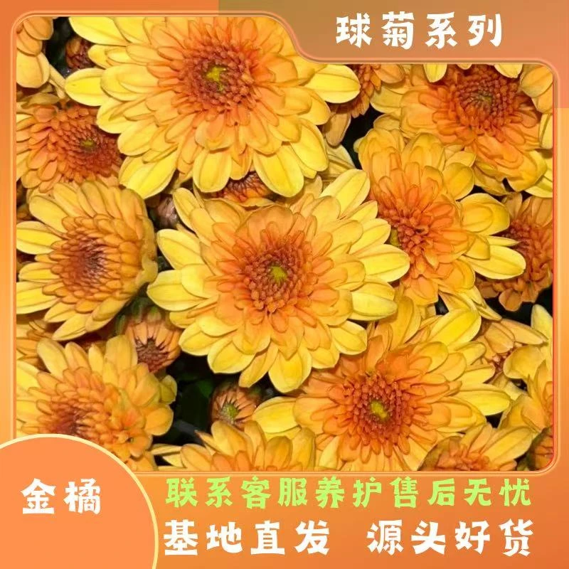 【金橘】球菊多季节开花耐热耐晒耐寒室内室外地栽盆栽易养护