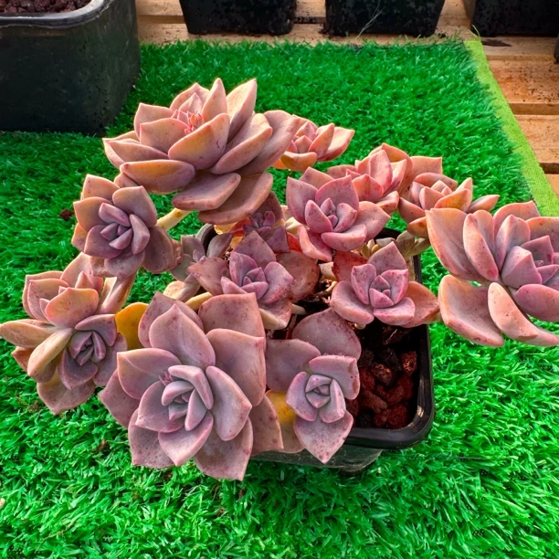 y多肉植物彩虹糖新品容易养活