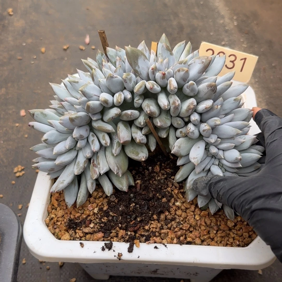 ****2031。       哥特缀