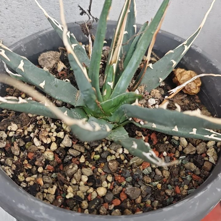 一物一拍，妖炎龙舌兰！