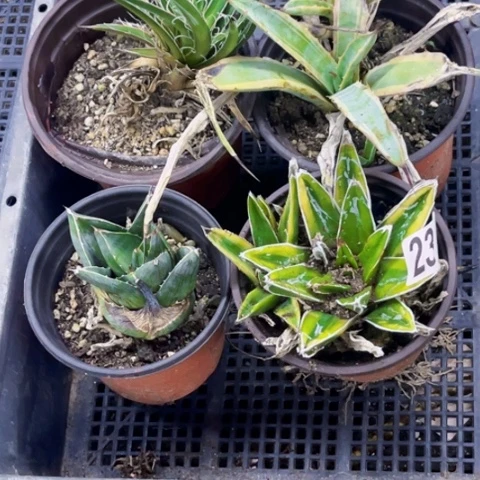 231龙舌兰一物一图如图