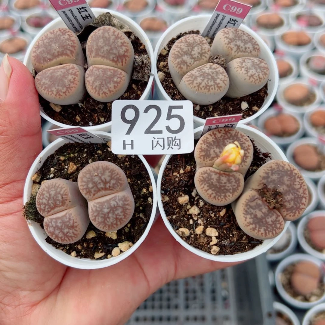 无花朵M*我很喜欢这个H925