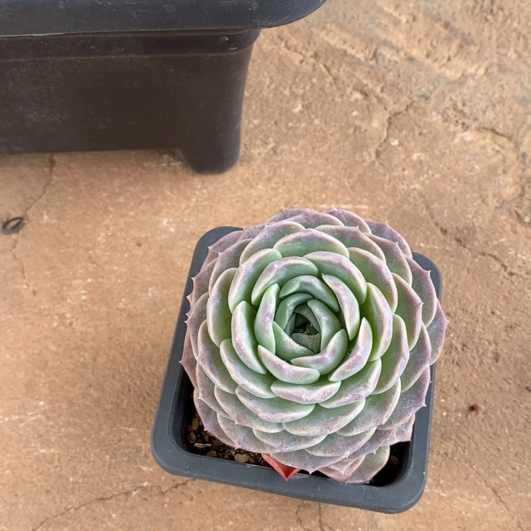 不**心福利特价小颗