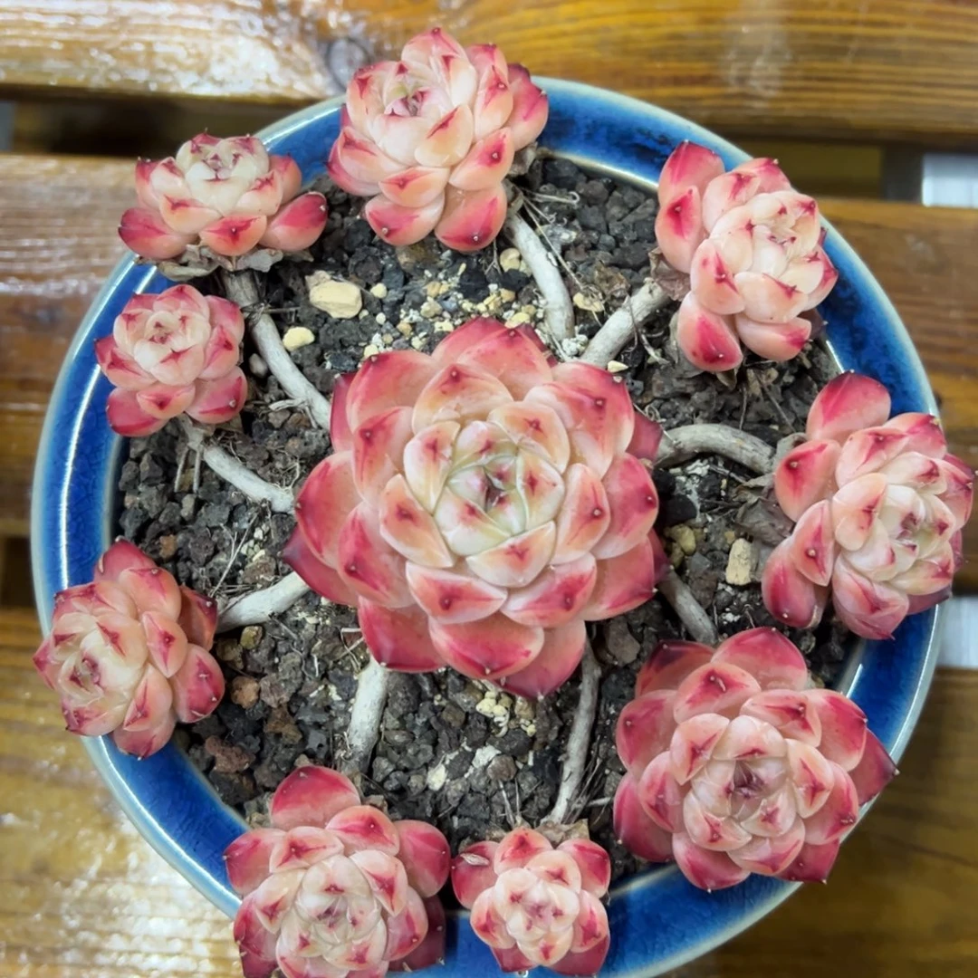 张张精品多肉二八佳人带盆