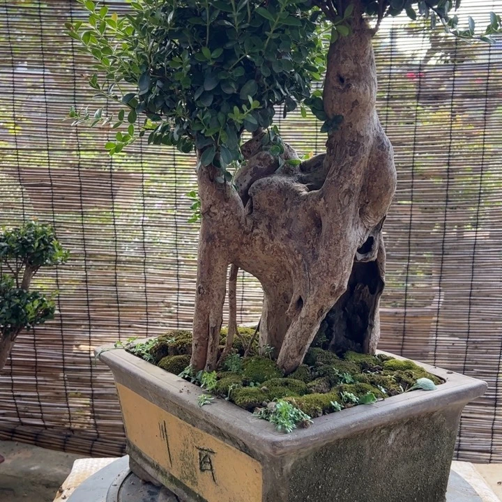 五***液无花朵没法看直播就要结束