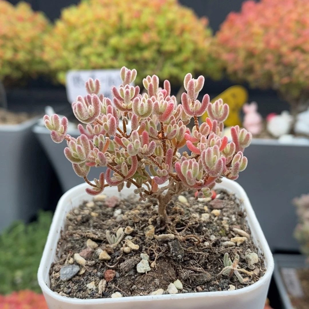 无花朵31号冰紫枝干