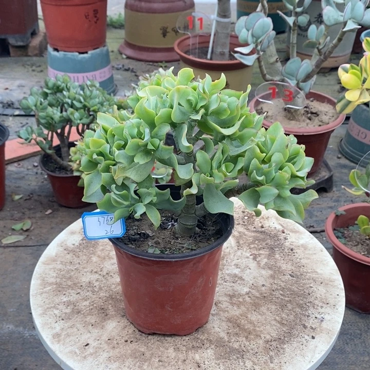 海带花月一物一拍