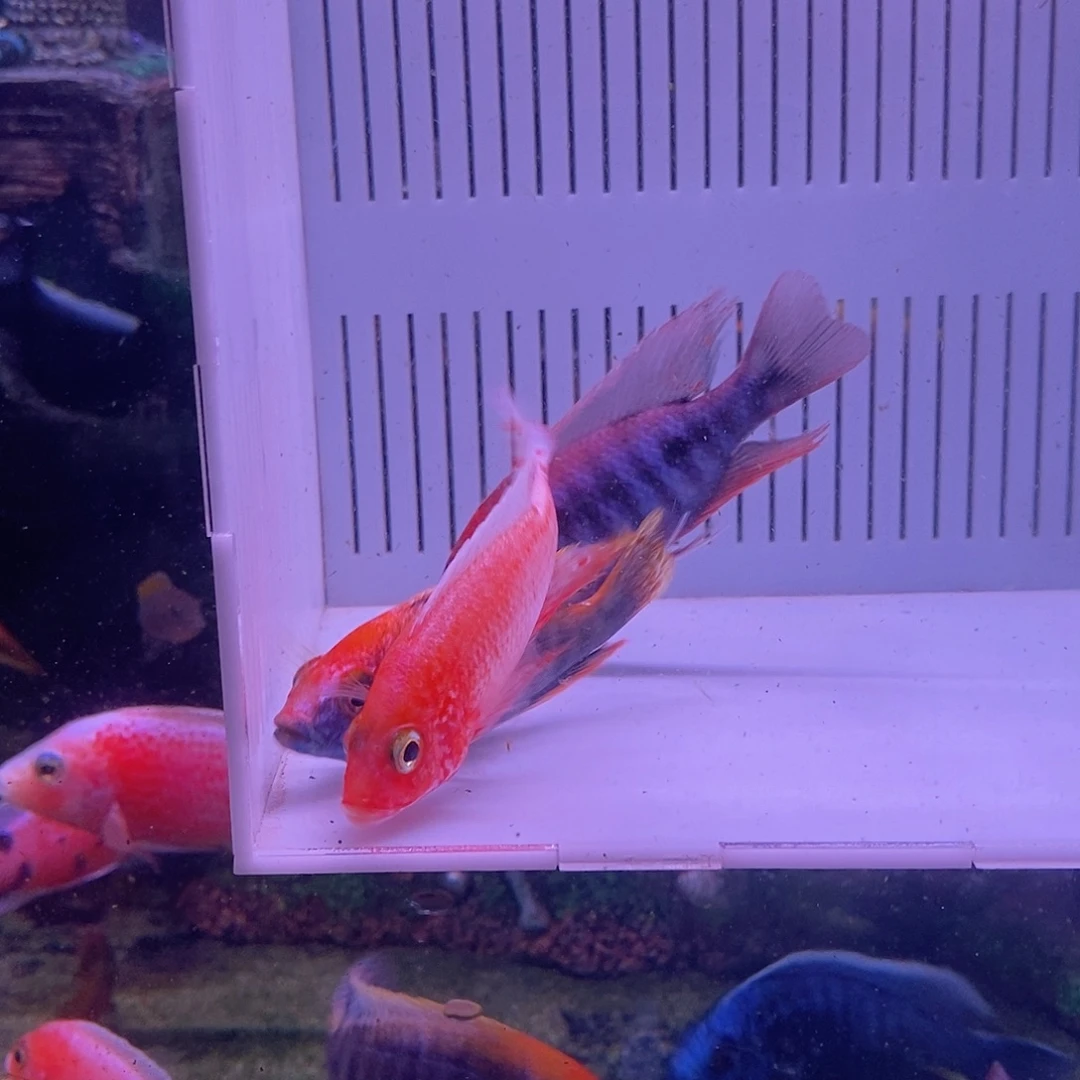 慈鲷鱼直播福利马雕3条