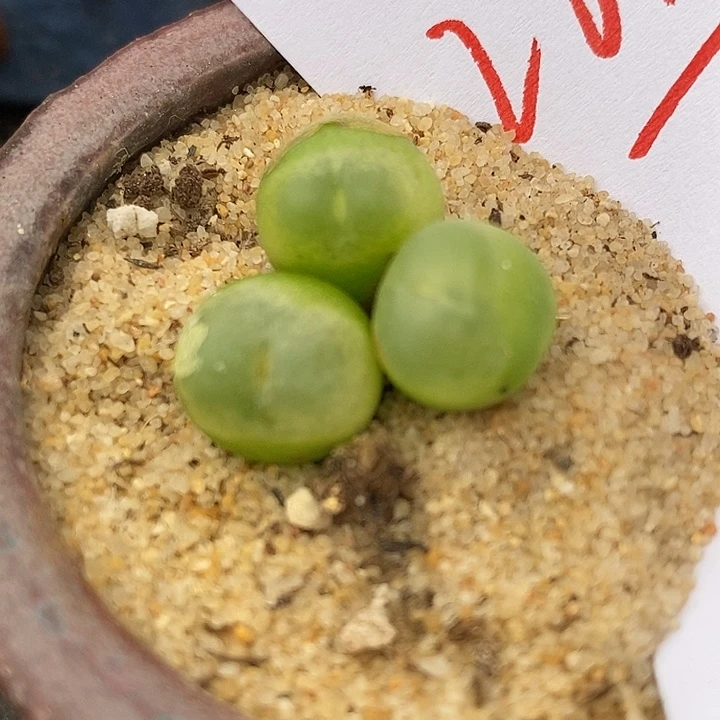 28106拉登三颗一组
