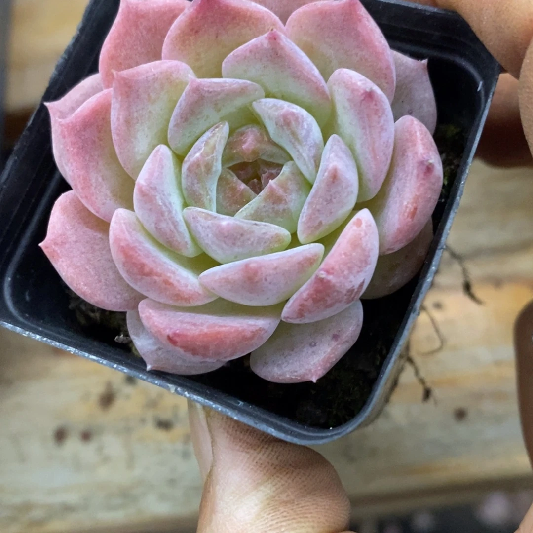 精品多肉一物一拍不包整123