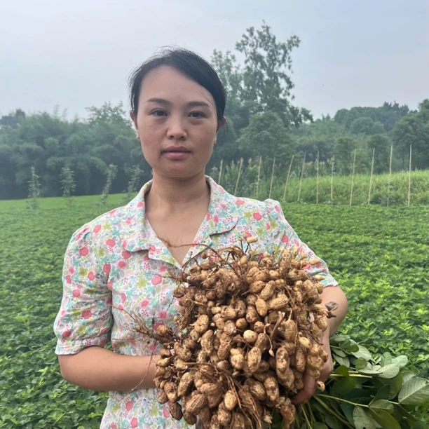 【发顺丰】新鲜带壳湿花生农家现挖带泥花生粉皮红皮花生3斤5斤四川