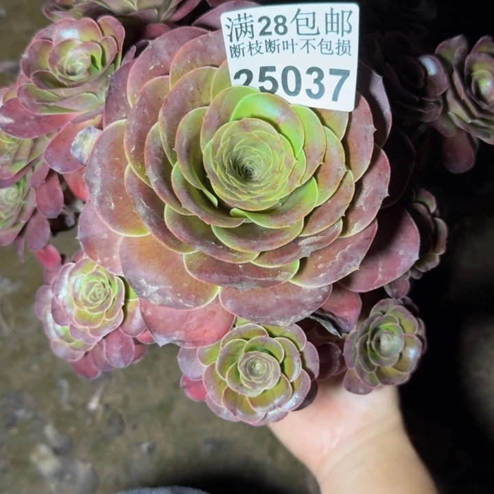 25037魅金玫瑰多肉