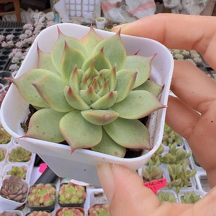 托斯卡19包邮多肉
