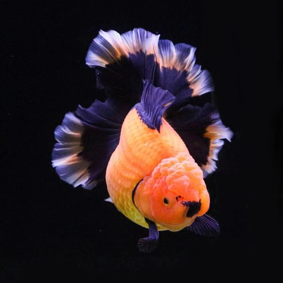 满单包邮开箱包活金鱼无开箱视频不售后尺寸以直播间为准泰狮金鱼