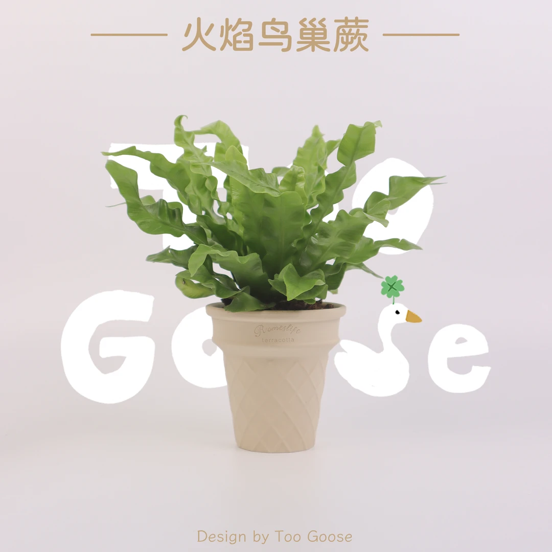 【呆鹅家-火焰鸟巢蕨】蕨类植物室内网红北欧风四季办公室工位绿植