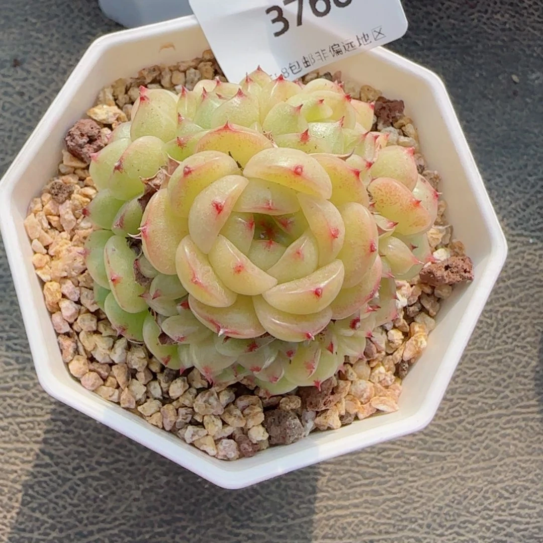 麦秆群，3766多肉