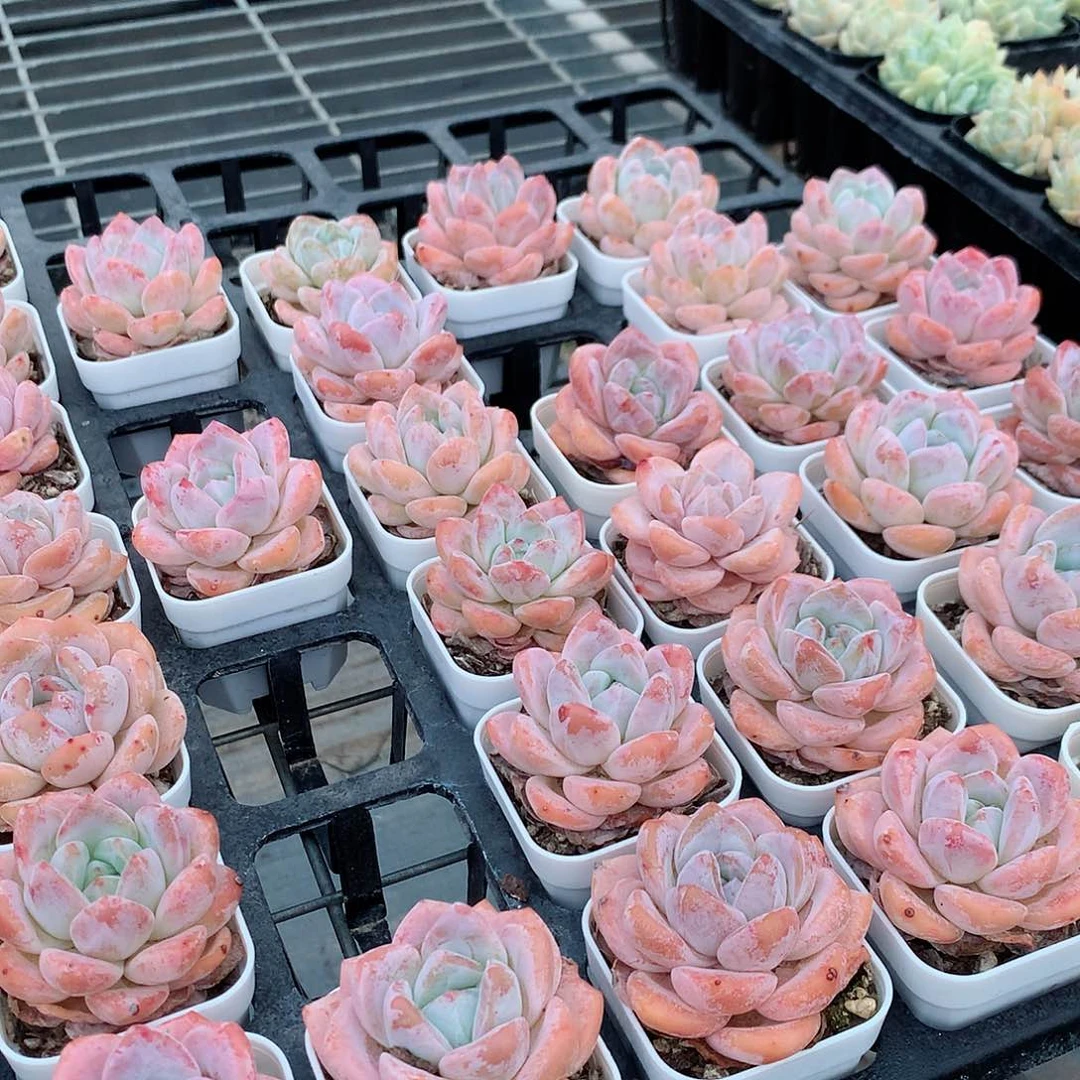 冰橙888888887877777